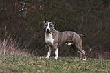 AMSTAFF ADULT 371